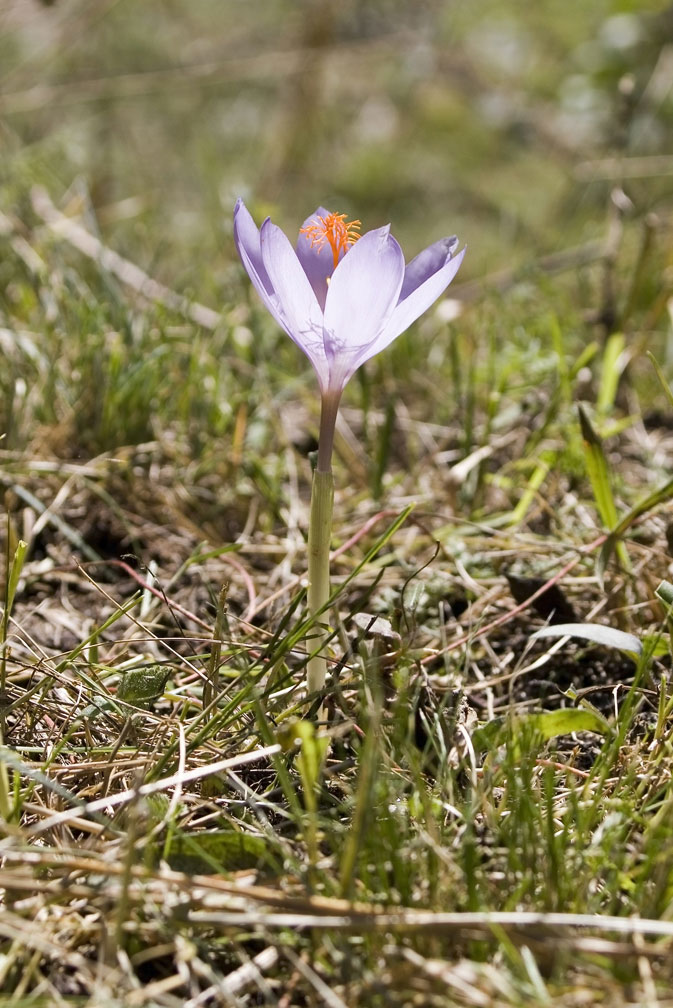 Crocus medius/ (=Crocus ligusticus) / Zafferano ligure